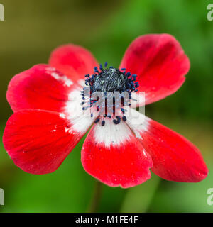 A macro shot of a red anemone bloom. Stockfoto