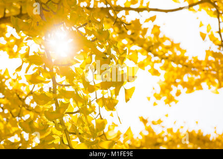 Ginkgo biloba, allgemein bekannt als Ginkgo oder Ginko, auch der ginkgo Baum oder das maidenhair Tree bekannt, der einzige lebende Arten, die in der Division Ginkg Stockfoto