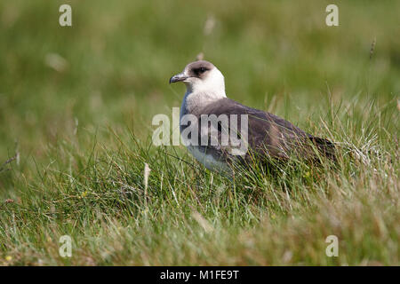 Ein actic Skua, erwachsene Stercoparius parasticicus, Gras, Stockfoto