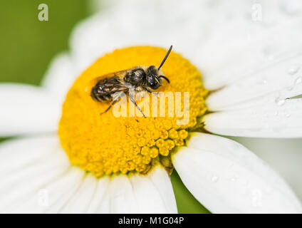 Eine Makroaufnahme eines kleinen Biene in der Mitte eines oxeye Daisy sitzen. Stockfoto