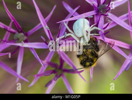 Eine Makroaufnahme einer Krabbe spider Fütterung auf einer Hummel. Stockfoto