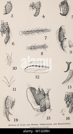 Eine biologische Untersuchung der Pribilof Inseln, Alaska. I. in der Vögel und Säugetiere (1923) (20386840281) Stockfoto