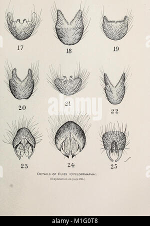 Eine biologische Untersuchung der Pribilof Inseln, Alaska. I. in der Vögel und Säugetiere (1923) (20386842391) Stockfoto