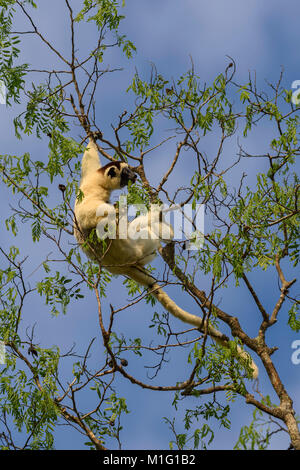 Verreaux's Sifaka - Propithecus verreauxi, trockenen Wald Madagaskar an der Westküste. Cute Primas. Madagaskar endemite. Stockfoto