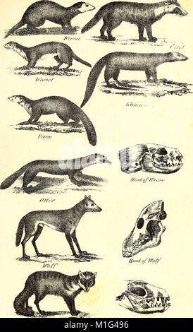 Eine Synopse der natürlichen Geschichte - die natürliche Geschichte der Tiere, mit menschlichen und allgemeine Tierphysiologie, Botanik, pflanzlichen Physiologie und Geologie (1839) (14597672688) Stockfoto