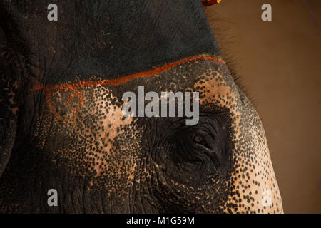 Traurig Suche malte Elefantenreiten im Amber Fort, Jaipur, Rajasthan, Indien, Stockfoto