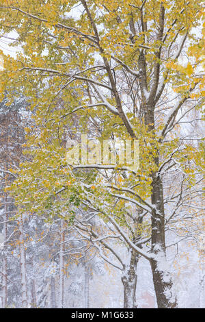 Erster Schnee und Blätter im Herbst Stockfoto