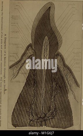 Ein Lehrbuch der zahnärztlichen Histologie und Embryologie, einschließlich Labor Richtungen (1912) (14781274674) Stockfoto