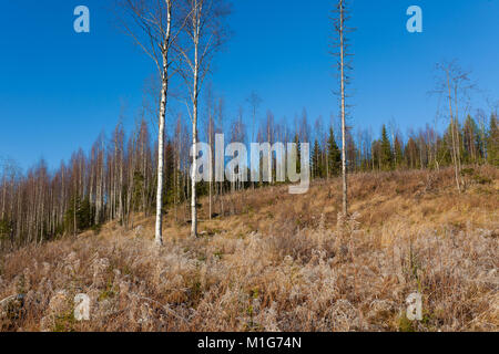 Schöne Waldwiese bei frischen sonnigen Tag Stockfoto