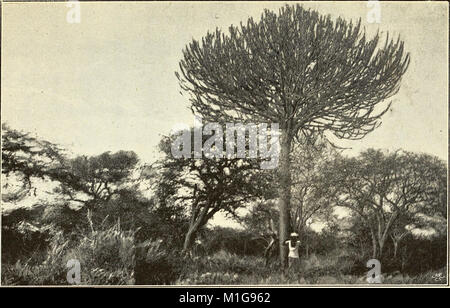 Ein Naturwissenschaftler in Mid-Africa - eine Reise in die Berge des Mondes und Tanganjika (1890) (14782742395) Stockfoto