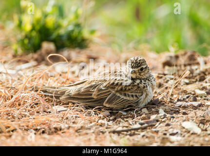 Feldlerche Alauda arvensis Staub Baden Stockfoto