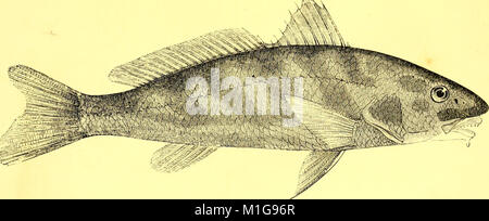 Der amerikanische angler Guide - oder die komplette Fisher Handbuch, für die Vereinigten Staaten - mit den Meinungen und Praktiken von erfahrenen Anglern beider Hemisphären; zusätzlich mit einem zweiten Teil. (17924986639) Stockfoto