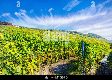 Malerischer Blick auf die herbstlichen Weinberg Terrassen in der Nähe der Genfer See in den sonnigen Tag. Region Lavaux, Schweiz Stockfoto