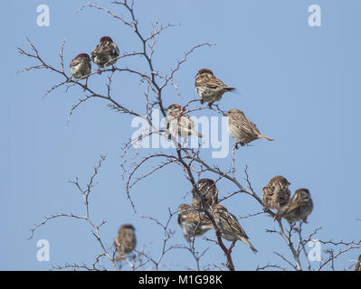 Spanisch sparrow Herde Passer hispaniolensis Männchen und Weibchen im Busch gehockt Stockfoto