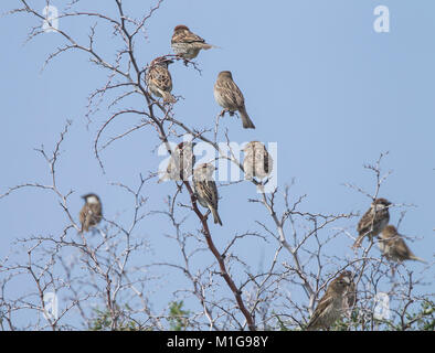 Spanisch sparrow Herde Passer hispaniolensis Männchen und Weibchen im Busch gehockt Stockfoto