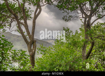 Ben Lui Peers, die durch die Bäume auf dem West Highland Way, nördlich von Loch Lomond, in Argyll, Schottland. Stockfoto