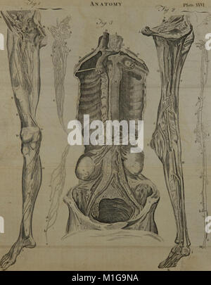 Ein System der Anatomie für Studierende der Medizin (Band 2) (1817) (14596445689) Stockfoto