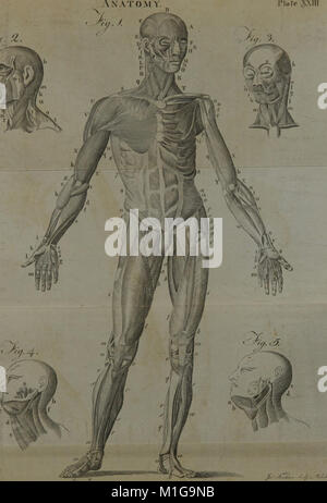 Ein System der Anatomie für Studierende der Medizin (Band 2) (1817) (14783111095) Stockfoto