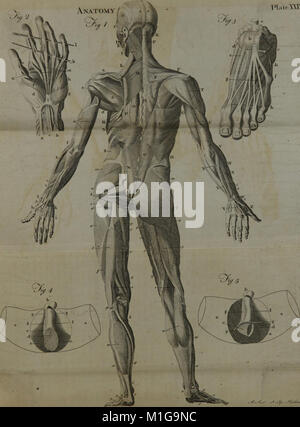 Ein System der Anatomie für Studierende der Medizin (Band 2) (1817) (14802965553) Stockfoto