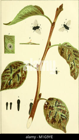 Ein Handbuch der zerstörerische Insekten von Victoria - mit Hinweisen auf die Methoden zu überprüfen und extirpate (1891) (14595123939) Stockfoto