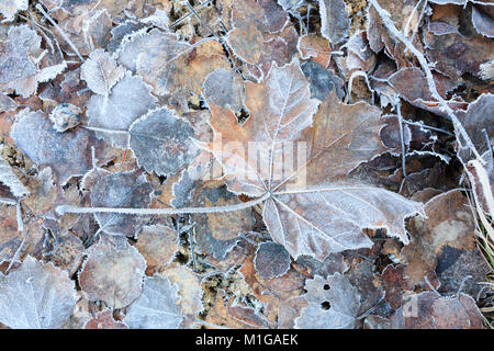 Gefrorene Blätter auf dem Boden Stockfoto