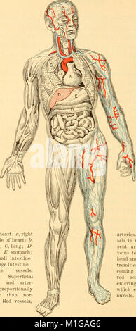 Anatomie, Physiologie und Hygiene für High School (1900) (14779027414) Stockfoto