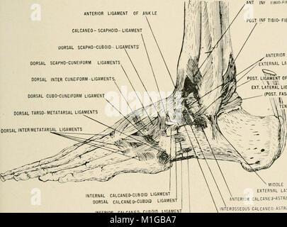 *Anatomy in a Nutshell* (1905) ist eine Abhandlung über die menschliche Anatomie, die sich auf ihre Bedeutung für die Osteopathie konzentriert. Es bietet einen kurzen Überblick über die menschlichen Körperstrukturen und ihre Bedeutung in der osteopathischen Praxis. Stockfoto