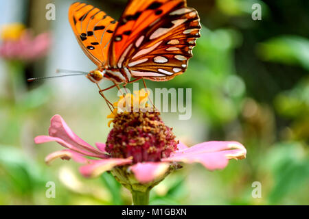 Schmetterling auf Flowerhead Stockfoto