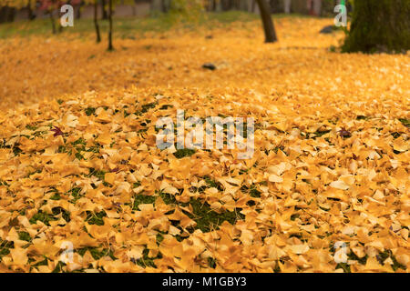 Gefallenen gelbe Blätter des Ginkgo biloba, allgemein bekannt als gingko, auch der ginkgo Baum oder das maidenhair Tree bekannt, der einzige lebende Arten, die in der Stockfoto