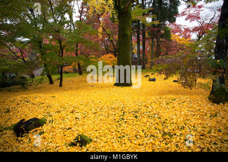 Gefallenen gelbe Blätter des Ginkgo biloba, allgemein bekannt als gingko, auch der ginkgo Baum oder das maidenhair Tree bekannt, der einzige lebende Arten, die in der Stockfoto