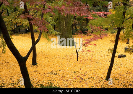 Gefallenen gelbe Blätter des Ginkgo biloba, allgemein bekannt als gingko, auch der ginkgo Baum oder das maidenhair Tree bekannt, der einzige lebende Arten, die in der Stockfoto