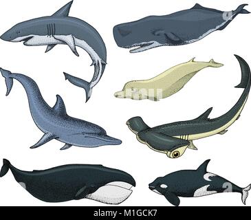 Blauwale. Meerestiere. Finback und Buckelwale, Bowhead, Killer und Samenzellen, Nördliche Große Tümmler. Meer und Tiere. graviert Hand in alte Skizze und vintage Stil gezeichnet. Stock Vektor