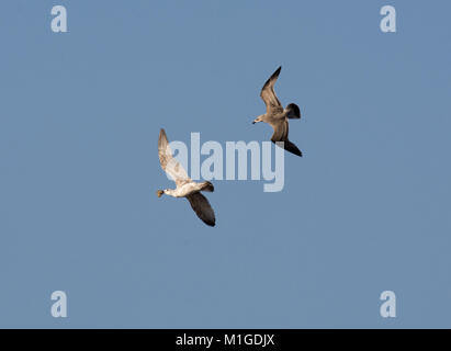 Silbermöwe, Larus argentatus, Erwachsene mit Kindern betteln in Flug, Morecambe Bay, Lancashire, Großbritannien Stockfoto