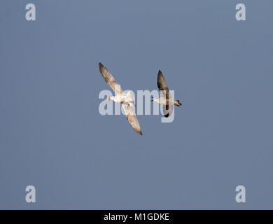 Silbermöwe, Larus argentatus, Erwachsene mit Kindern betteln in Flug, Morecambe Bay, Lancashire, Großbritannien Stockfoto