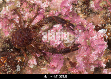 Schuppiger Furchenkrebs, Brauner Springkrebs Furchenkrebs, Brauner, Schwarze Galathea, Galathea squamifera, Galathea digitidistans, Galathea glabra, B Stockfoto