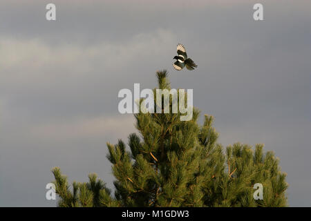 Eurasischen Elster, Pica Pica, Landung auf Nadelbaum, Lancashire, Großbritannien Stockfoto