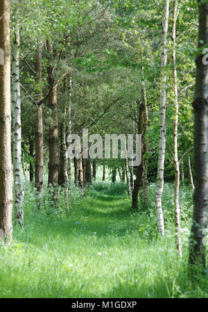 Woodland weg im Frühjahr mit langen Gras und Silber Birken Stockfoto