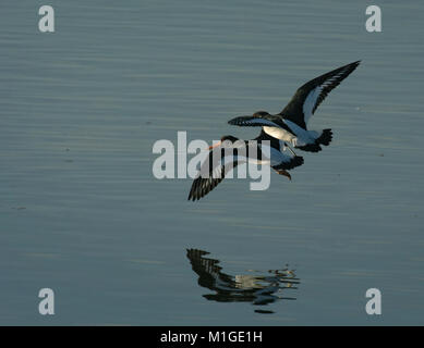 Zwei eurasischen Austernfischer, Haematopus ostralegus, im Flug über Morecambe Bay, Lancashire, Großbritannien Stockfoto