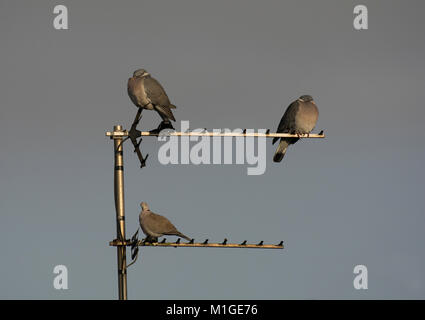 Zwei Holz Tauben, Columba Palumbus, Eurasian collared Dove, Streptopelia decaocto, auf TV-Antenne, Lancashire, Großbritannien Stockfoto