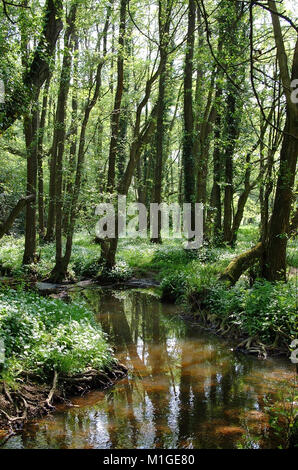 Bärlauch Blumen angrenzenden Bach in Hampshire Stockfoto