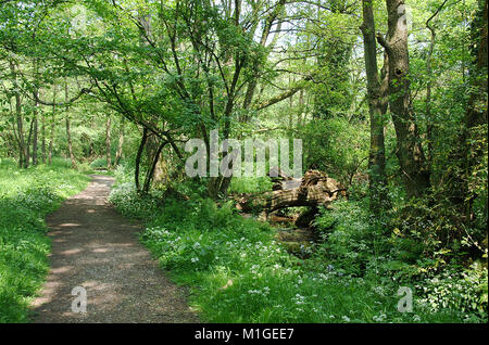 Fußweg neben Stream in einem alten Wald in Hampshire Stockfoto