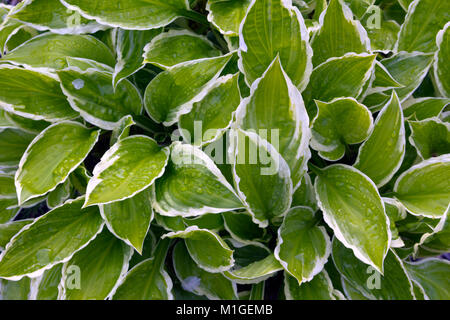 Lebendige Grün bunte Blätter hosta full frame Close-up nach dem Regen Stockfoto
