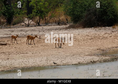 Impalas Trinkwasser in einem Pool Stockfoto