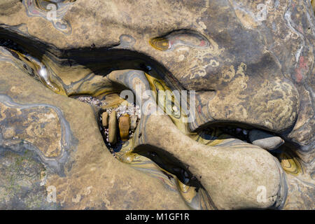 Erodiert rock Muster, China Cove, Point Lobos State Park, Carmel, Kalifornien. Stockfoto