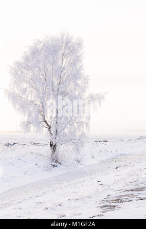 Einsame Birke unter der Winterlandschaft im Feld. Frost Stockfoto