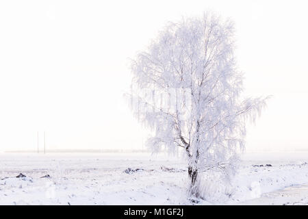 Schöne Birke in einem überdachten Winter Frost. Ein schneebedecktes Feld im Hintergrund. Landschaft Stockfoto