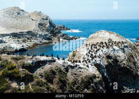 Kormorane und ihre Küken zu einem rookery an der Point Lobos State Park, in der Nähe der Carmel Highlands, entlang der Autobahn 1, Monterey County, Kalifornien. Stockfoto