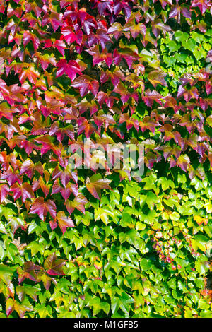 Virginia Creeper wechseln zu rot Stockfoto