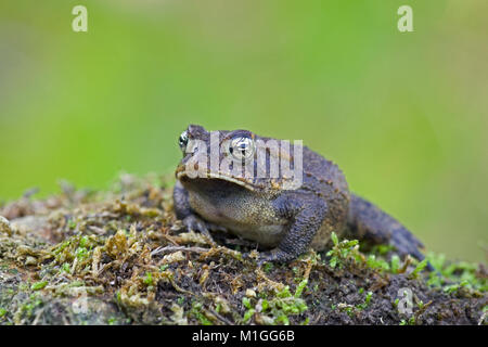 Südliche Kröte entlang der Kante der Alabama River Swamp. BUFONIDAE Bufo terrestris. Purdue Hill. Südwesten von Alabama. Königreich: Animalia Phylum: Chorda Stockfoto