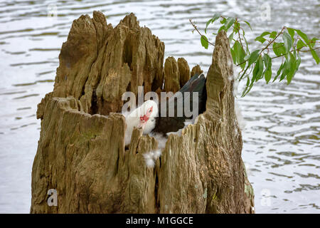 Moma Ente sitzend auf Eier in ausgehöhlten Baumstumpf, See caroline Panama City, Florida Stockfoto